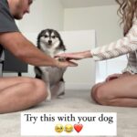 Avori Henderson Instagram - 3-2-1 STRIBS! 🐕 Try this with your pup, it will melt your heart ❤️ #family #dog #familydog #akk #alaskankleekai #pup #puppy