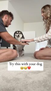Avori Henderson Instagram - 3-2-1 STRIBS! 🐕 Try this with your pup, it will melt your heart ❤️ #family #dog #familydog #akk #alaskankleekai #pup #puppy