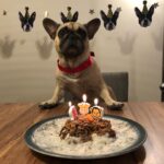 Ayşegül Ünsal Instagram – 🤍🤍🤍iyi ki doğdun bebem🎉🍀 @_ponyothefrenchie_ 🧿🧿🧿