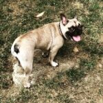 Ayşegül Ünsal Instagram – 🧿4Ekim Patili Canları korumak zorunluluğunun hatırlandığı gün.Sevelim yeter❤️Sevelim sevilelim,dünya kimseye kalmaz🐾❤️