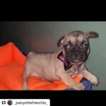 Ayşegül Ünsal Instagram – #Repost @_ponyothefrenchie_ with @make_repost
・・・
Vee bugün günlerden PONYO 😍🧿🙏🏻Gözümün içine bakıp kalbime , ruhuma dokundun işte o gün her şey başladı ve her an AŞK oldu. Yeryüzünde kesişen yolumuz, birbirimize verdiğimiz sevgimiz,huzurumuz,neşemiz ve her şey için varlığına minnettarım can kızım. İyi ki doğdun, iyi ki varsın, iyi ki bizim hayatımızdasın. Seni Seviyorum AŞK Hanım. Sıhhatli, neşeli, mutlu, sevgi dolu, huzurlu upuzun bir ömrü hep yan yana, can cana yaşayalım.🧿🙏🏻❤️🐾🎂🎈🥳💚💜🍗🍖🥩💞🧿Ponyomuz bir bilsen varlığın ne güzel öğretiyor daha iyi insan olmayı.🙏🏻.Dostumuz,bebeğimiz,kardeşimiz,altın topumuz.Dünya 1 yıldır varlığına şahit.🙏🏻Dilerim çok sağlıklı,neşeli bir ihtiyar olduğuna da şahit olsun.Birbirimize çok uzun yıllar şahit olalım.Sevgi,sağlık,iyilik ve Aşk’la.İyi ki doğmuşsun sevdiceğim.❤️🧿😘