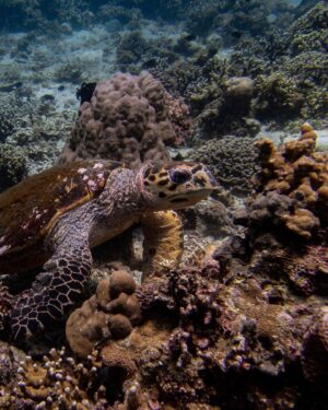 Aya Fernandez Instagram - Summer dive 2024 🤿🌊 and I saw the biggest sea turtle in my entire life!! Up close!!!! [3rd and 4th photo] Grabe 😭 Did you know that 5 out of 7 sea turtle species in the world exist in the Philippines?? 

This is your sign to go on a dive trip (or get a scuba diving license!) come, let’s love the ocean together hehe happy summer, everyone. 🐢