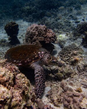 Aya Fernandez Instagram - Summer dive 2024 🤿🌊 and I saw the biggest sea turtle in my entire life!! Up close!!!! [3rd and 4th photo] Grabe 😭 Did you know that 5 out of 7 sea turtle species in the world exist in the Philippines?? 

This is your sign to go on a dive trip (or get a scuba diving license!) come, let’s love the ocean together hehe happy summer, everyone. 🐢