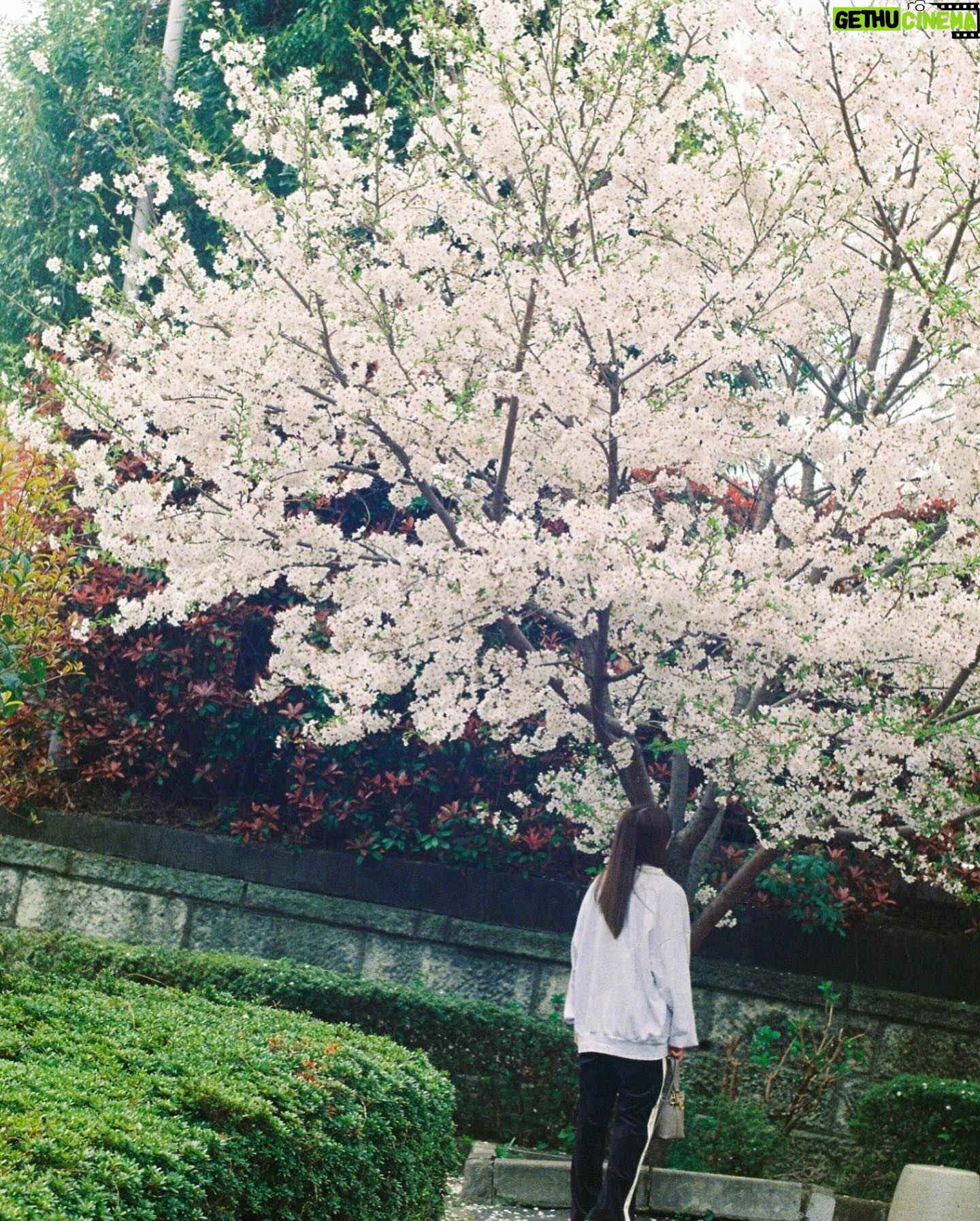 Ayaka Konno - 25K Likes - もう葉っぱになってからずいぶん経ってるけど!
載せちゃう!!
