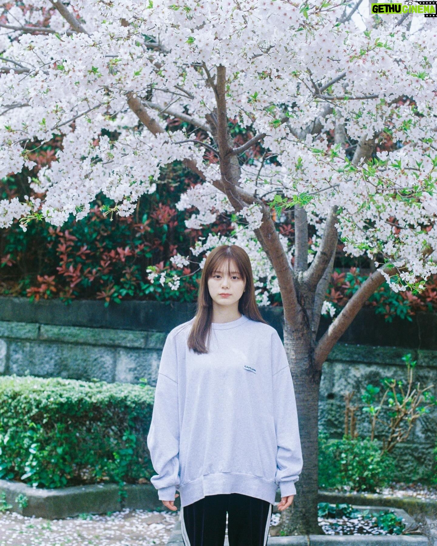 Ayaka Konno - 25K Likes - もう葉っぱになってからずいぶん経ってるけど!
載せちゃう!!