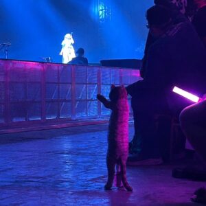 Ayaka Ohashi Instagram - AFAインドネシアに出演しました！
ミラちゃんも見守ってくれてました🐈

ご声援いただきありがとうございました！
Terima kasih！(スタッフ)

〜セットリスト〜
1.ワガママMIRRORHEART
2.NOISY LOVE POWER☆
3.ユー＆アイ
4.Flash Summit!!
5.YES!!

#AFAID24 #AFAID
#大橋彩香 
#ayakaohashi