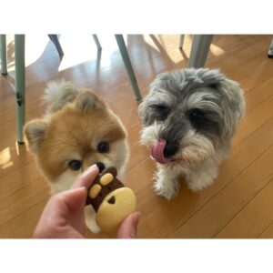 Ayako Yoshitani Instagram - バレンタインということで❤️❤️
皆さんはどんな１日でしたか？

私は、
こんたくん、こいもちゃん、クッキーを作りました！
(人間用ですが。笑)

可愛く出来て、よかったよかった☺️

ちなみにこと後、この子達は犬用クッキー貰って満足していましたとさ🧚‍♀️笑

#バレンタイン
#ミニチュアシュナウザー
#ポメラニアン