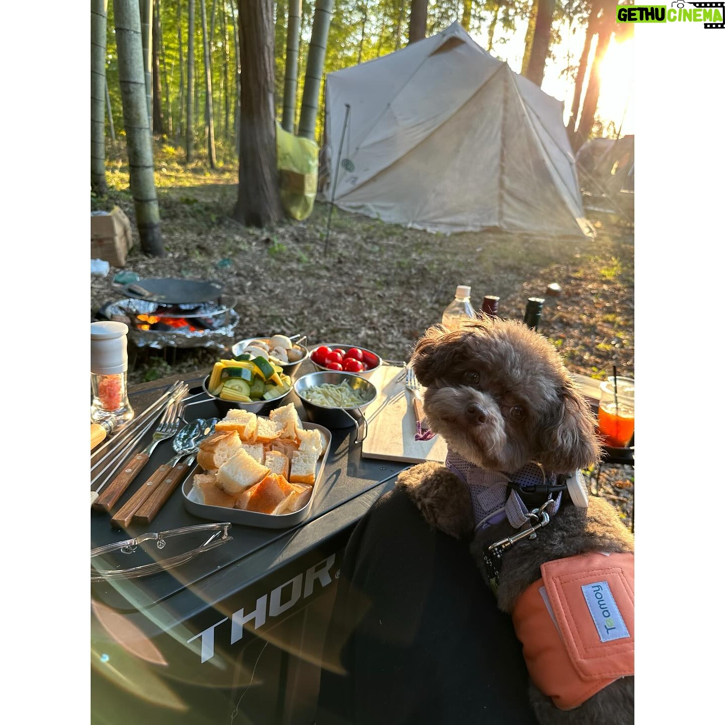 Ayame Misaki Instagram - Camp๐๏ธ๐ถ๐ฐ ใญใฃใณใใฎๅญฃ็ฏใ ใใใใใผใผ ่ซใ่ฆๆใใใใใๅคใฏ้ ๆ
ฎใใฆใใใ ใใฉใ็งๅฌใฏๅฏใใใ็ใ็ซใใใใใใใใใใจใฃใฆใๅฅฝใใ ใ้ฃฏใฏไปๅๅไฝฟ็จใฎใใซใใฐใชใใซใใชใใใใใฏใงใใใชใใผใฌใผใใใฃใใใใชโฆ๐๏ผ ใใใจใฃใฆใไฝฟใใใใใฆใใปใใจใใซใใใใใ ใฃใใใชใใงใไฝใใใใใฃใคใใชใๆ้ซใใใผใบใใฉใณใใฅใใใกใใกใง็พๅณใใใใใ ็ใ็ซใๅคงๅฅฝใใชใใ ใใใ ใพใใใซ่ฆๅฎใใใชใใใใงใถใผในใใฃใใฏไฝใฃใฆ็็ซใใฑใกใฑใกใฃใฆ้ณใ็ด ๆตใ ใใญใ็ใใใใใ ใใทใฅใใญๆใฃใฆใใใฎๅฟใใใใใๆฌกใฏในใขใขใใญใ #dog #dogoftheday #camping #camp #camplife #camper #ๅฌใญใฃใณใ #็ใ็ซ #๐ฅ #fire #ใญใฃใณใๅฅณๅญ #ใใงใถใผในใใฃใใฏ #ใใซใใฐใชใใซ #ใใผใบใใฉใณใใฅ #ใ้ฃฏ