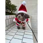 Ayame Misaki Instagram - Merry Christmas🎅🐶🌰 #メリークリスマス #ChristmasEve