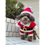 Ayame Misaki Instagram - Merry Christmas🎅🐶🌰 #メリークリスマス #ChristmasEve