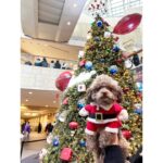 Ayame Misaki Instagram - Merry Christmas🎅🐶🌰 #メリークリスマス #ChristmasEve