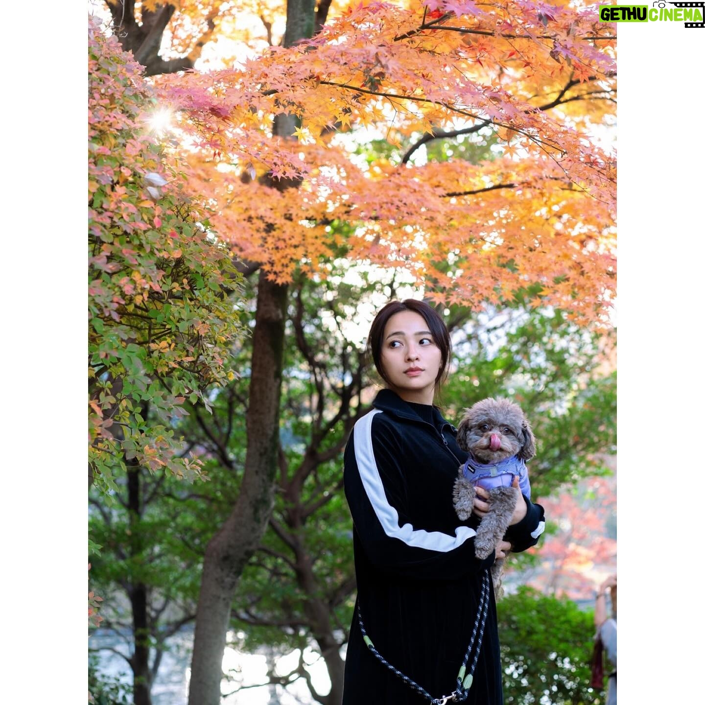 Ayame Misaki Instagram - ็ด
่ใจ๐ฐ ใฉใฎๅ็ใๅฅฝใ๏ผ 1ใถๆใใใ้
ใ็ด
่ใ่ฒใฅใๅงใใพใใใญใ ใใใใใใฃใจๅฏใใชใฃใฆใใใฎใใชใใ ๅฏๆๅทฎใง้ขจ้ชใฒใใใใ ใใฉใ่ใใฆๅนดๆซๅนดๅงใไนใๅใใใใจๆใใพใใใฟใใชใๆฐใใคใใฆใญโก ไปๆฅใใใกใซใก้ ๅผตใใพใใใใๆฅฝใใใงใ #็ด
่ #ใใฟใ #๐