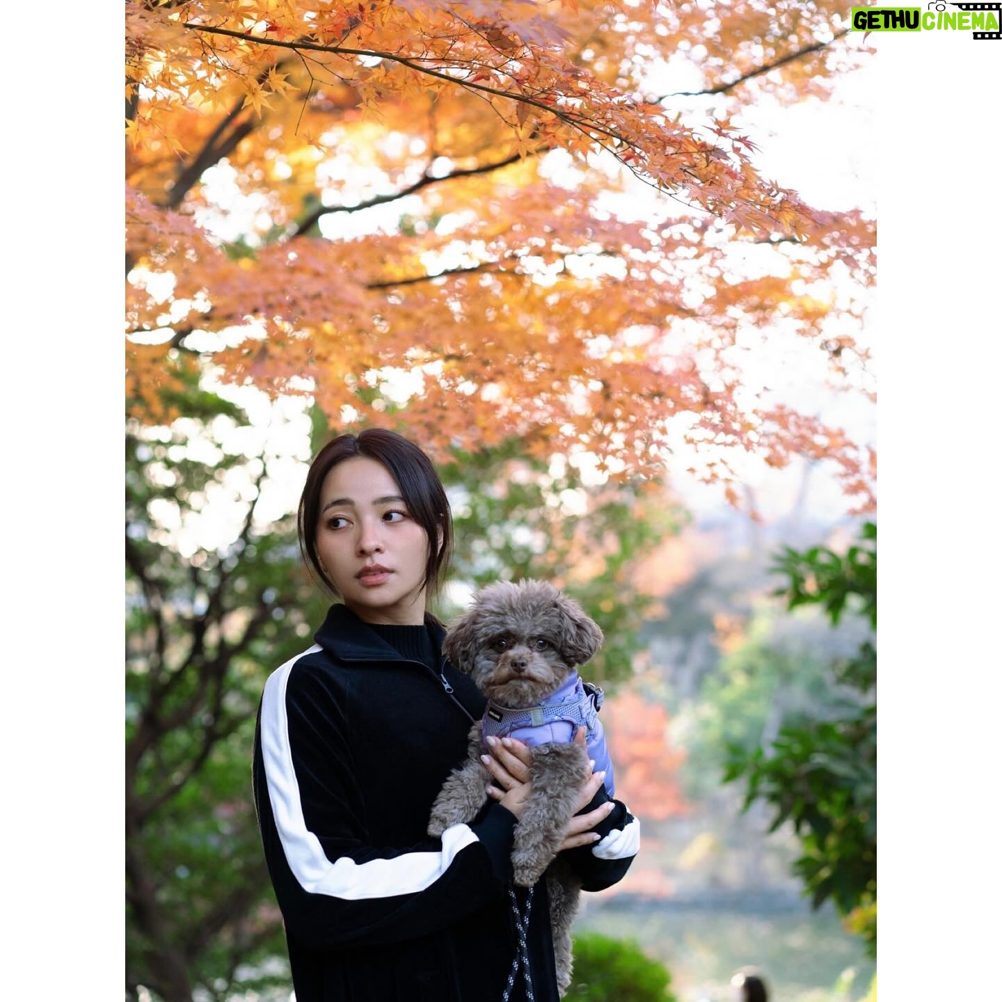 Ayame Misaki Instagram - ็ด
่ใจ๐ฐ ใฉใฎๅ็ใๅฅฝใ๏ผ 1ใถๆใใใ้
ใ็ด
่ใ่ฒใฅใๅงใใพใใใญใ ใใใใใใฃใจๅฏใใชใฃใฆใใใฎใใชใใ ๅฏๆๅทฎใง้ขจ้ชใฒใใใใ ใใฉใ่ใใฆๅนดๆซๅนดๅงใไนใๅใใใใจๆใใพใใใฟใใชใๆฐใใคใใฆใญโก ไปๆฅใใใกใซใก้ ๅผตใใพใใใใๆฅฝใใใงใ #็ด
่ #ใใฟใ #๐