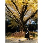 Ayame Misaki Instagram - #銀杏 #いちょう #いちょう並木 #🟡 #🟨 #💛 #🌰 #dog #doglover #dogstagram #愛犬 #お散歩日和 #おさんぽ #おさんぽ🐾