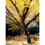 Ayame Misaki Instagram - #銀杏 #いちょう #いちょう並木 #🟡 #🟨 #💛 #🌰 #dog #doglover #dogstagram #愛犬 #お散歩日和 #おさんぽ #おさんぽ🐾