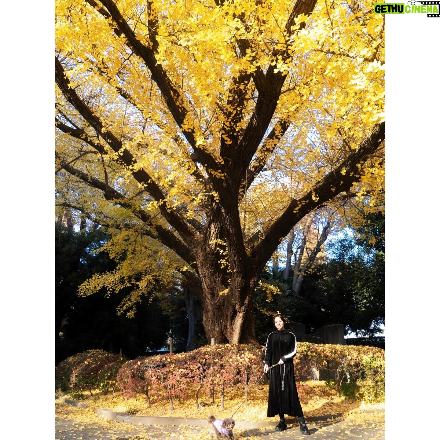 Ayame Misaki Instagram - #銀杏 #いちょう #いちょう並木 #🟡 #🟨 #💛 #🌰 #dog #doglover #dogstagram #愛犬 #お散歩日和 #おさんぽ #おさんぽ🐾