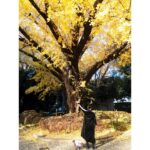 Ayame Misaki Instagram - #銀杏 #いちょう #いちょう並木 #🟡 #🟨 #💛 #🌰 #dog #doglover #dogstagram #愛犬 #お散歩日和 #おさんぽ #おさんぽ🐾