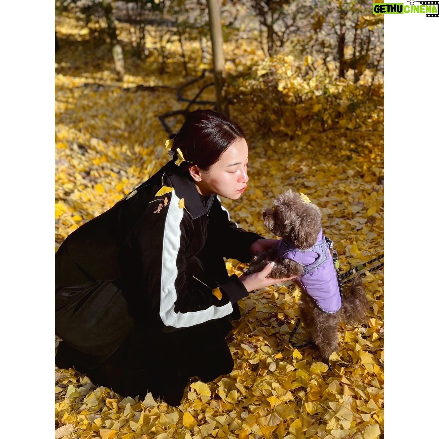 Ayame Misaki Instagram - ้ๆใจ๐ฐใจใใใใ ้ป่ฒใฎ็ตจๆฏฏใงใจใฃใฆใ็ถบ้บใงใใใ #้ๆ #ใใกใใ #ใใกใใไธฆๆจ #๐ก #๐จ #๐ #๐ฐ #dog #doglover #dogstagram #ๆ็ฌ #ใๆฃๆญฉๆฅๅ #ใใใใฝ #ใใใใฝ๐พ