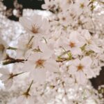 Ayana Taketatsu Instagram - 🌸🌸🌸 仕事終わりに歩いていたら桜並木を発見！ のんびり歩いて満喫しました。 だんだん緑付いてきましたね。 散っていく姿も美しいけれど。