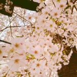 Ayana Taketatsu Instagram - 🌸🌸🌸 仕事終わりに歩いていたら桜並木を発見！ のんびり歩いて満喫しました。 だんだん緑付いてきましたね。 散っていく姿も美しいけれど。