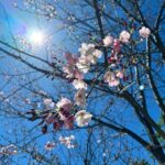 Ayana Taketatsu Instagram - みなさんいかがお過ごしでしょうか？？🌸 最近寒かったり暑かったりと気温差がすごくて、 着る服悩んでいる今日この頃です。 あっという間にね、桜が咲いて散ってしまうので 慌てて撮った写真たち。 今年も桜を堪能できて嬉しい！ そして、 アーティストデビュー12周年を迎えることができました。 今日までずっと続けてこられたのは 当たり前のことじゃなくて 奇跡の連続だったなあと改めて思っています。 何度も、もうやめたほうがいいんじゃないか？って 自問自答した日々。 だけどいつも思い出すのは応援してくれる皆の 笑顔や声でした☺︎ これからもいろんな思い出を作っていきたいし いろんな景色をみなさんと一緒に見たいです。 そしていろんな夢を見ていたいし叶えていきたい！ 楽しいことを一緒にやりたいなぁって、考えています。 みんなの声や、存在が、私の原動力！ これからもどうぞよろしくお願いします☺️