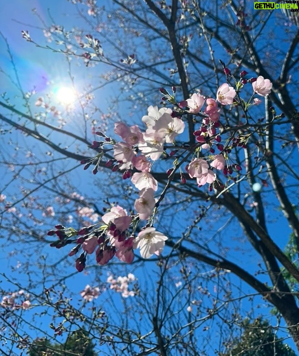 Ayana Taketatsu Instagram - みなさんいかがお過ごしでしょうか??🌸 最近寒かったり暑かったりと気温差がすごくて、 着る服悩んでいる今日この頃です。 あっという間にね、桜が咲いて散ってしまうので 慌てて撮った写真たち。 今年も桜を堪能できて嬉しい! そして、 アーティストデビュー12周年を迎えることができました。 今日までずっと続けてこられたのは 当たり前のことじゃなくて 奇跡の連続だったなあと改めて思っています。 何度も、もうやめたほうがいいんじゃないか?って 自問自答した日々。 だけどいつも思い出すのは応援してくれる皆の 笑顔や声でした☺︎ これからもいろんな思い出を作っていきたいし いろんな景色をみなさんと一緒に見たいです。 そしていろんな夢を見ていたいし叶えていきたい! 楽しいことを一緒にやりたいなぁって、考えています。 みんなの声や、存在が、私の原動力! これからもどうぞよろしくお願いします☺️
