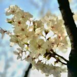 Ayana Taketatsu Instagram - みなさんいかがお過ごしでしょうか？？🌸 最近寒かったり暑かったりと気温差がすごくて、 着る服悩んでいる今日この頃です。 あっという間にね、桜が咲いて散ってしまうので 慌てて撮った写真たち。 今年も桜を堪能できて嬉しい！ そして、 アーティストデビュー12周年を迎えることができました。 今日までずっと続けてこられたのは 当たり前のことじゃなくて 奇跡の連続だったなあと改めて思っています。 何度も、もうやめたほうがいいんじゃないか？って 自問自答した日々。 だけどいつも思い出すのは応援してくれる皆の 笑顔や声でした☺︎ これからもいろんな思い出を作っていきたいし いろんな景色をみなさんと一緒に見たいです。 そしていろんな夢を見ていたいし叶えていきたい！ 楽しいことを一緒にやりたいなぁって、考えています。 みんなの声や、存在が、私の原動力！ これからもどうぞよろしくお願いします☺️