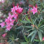 Ayana Taketatsu Instagram - 色んな場所で撮影したお花🌸 暑い日が続きますが、 皆さん体調に気をつけて 元気にお過ごしくださいね☺︎ Threads、使い心地どうですか？？ 始めた方いたら是非教えて下さい🙌