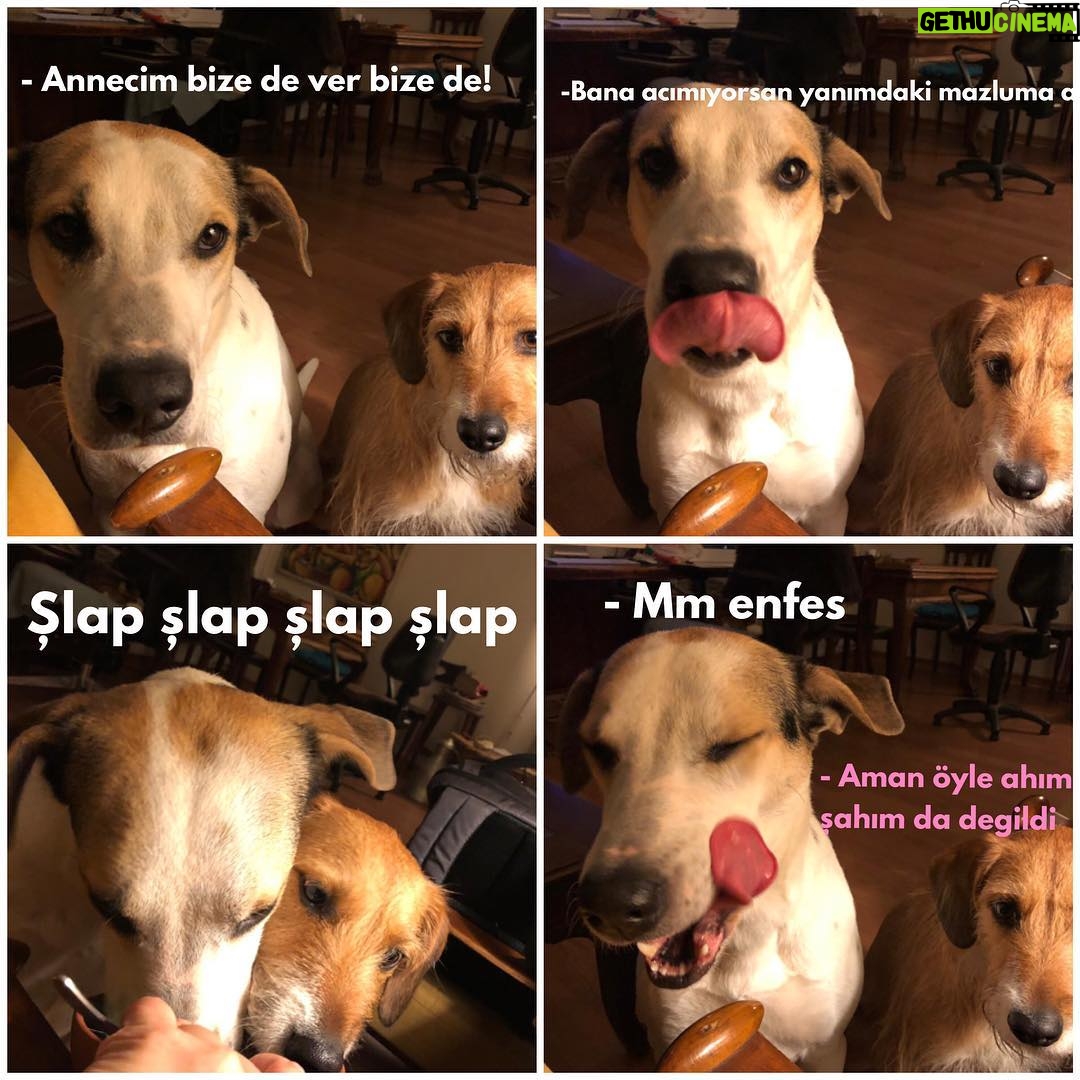 Ayça Damgacı - 1.4K Likes - #dogsofinstagram #dogs #dogstagram #dogs_of_instagram #dogsofinstaworld #dogsofinsta
