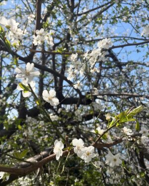Aydan Taş Instagram - #atsonfotoyufava 🕊️ Sevdiceklerim ile mis gibi geçip giden ortaya karışık hafta sonu arşivi 🌸💚