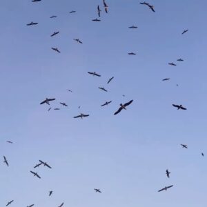 Aydan Taş Instagram - #atsonfotoyufava 🕊️ Sevdiceklerim ile mis gibi geçip giden ortaya karışık hafta sonu arşivi 🌸💚