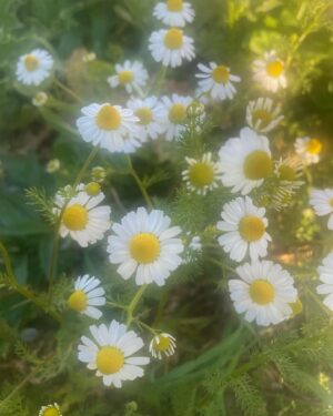 Aydan Taş Instagram - #atsonfotoyufava 🌙 Buralar hep benim havalar 👀 🌼