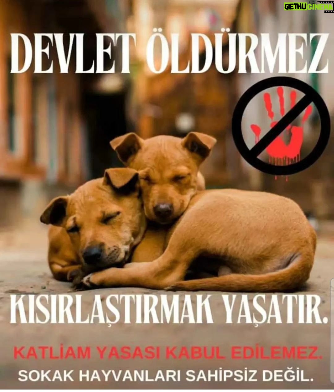 Aydan Şener Instagram - Sistemli ve hızlı bir şekilde kısırlaştırmak çözümken bu canlara nasıl kıyacaksınız.. 🐕 En az sizin kadar onlarında yaşamaya hakkı var..Toplayıp o sefil barinaklariniza tikmakta değil,kısırlaştırıp doğal ortamlarına bırakmaktır tek çözüm..Artık vicdansızlıkta sinir tanımaz olduk..yazıklar olsun insanlığımıza..