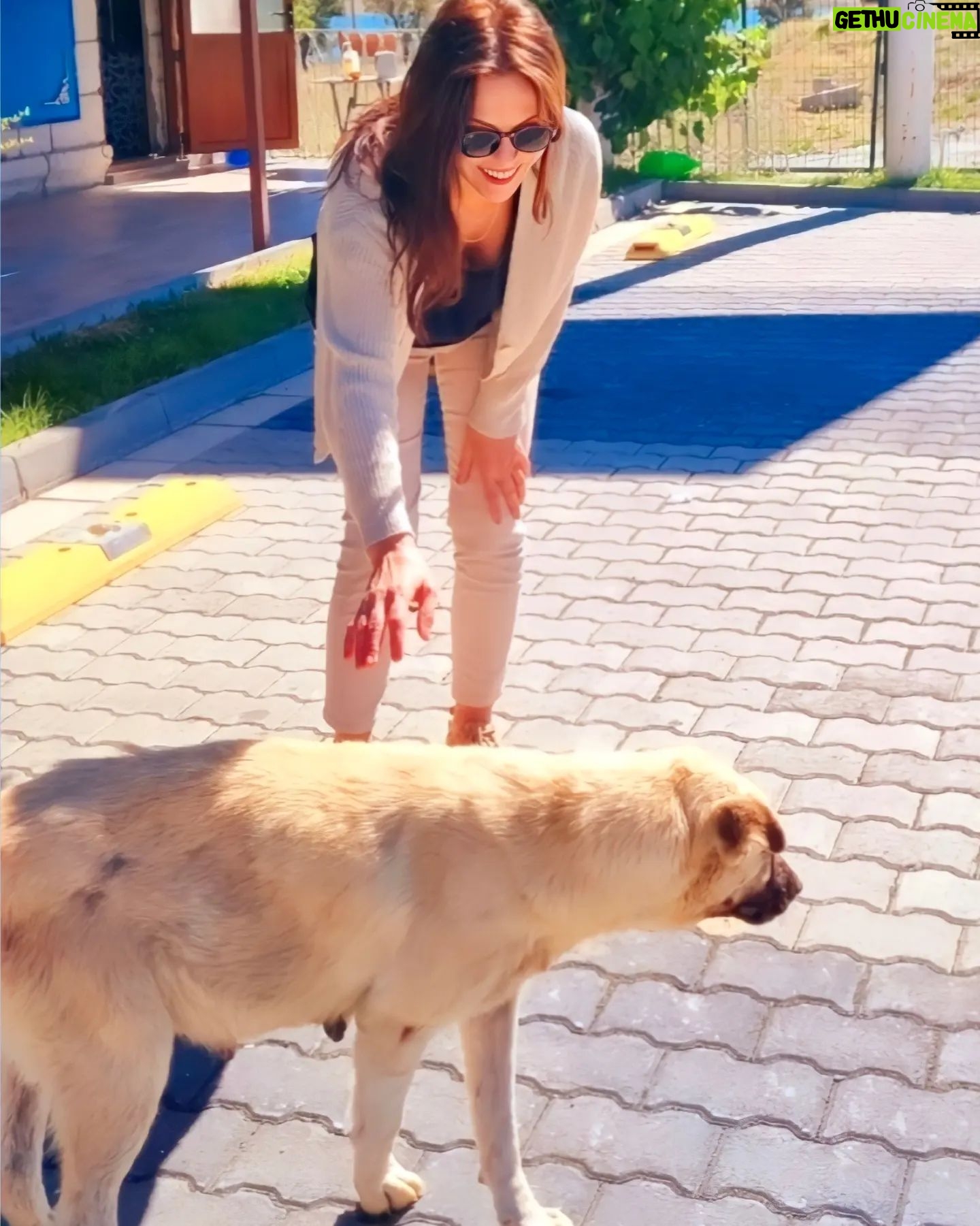 Aydan Şener Instagram - Sadece 4 ekimde değil onları hergün koruyalım,kollayalım,sevmesekde incitmeyelim.. Unutmayalım ki onlarda can taşıyor..Bizim gibi onlarda aynı acıları çekiyor.. tek istedikleri biraz yemek,biraz sevgi..Çok tatlılar çook..🐕😻😽💞