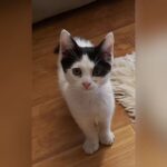 Aydan Şener Instagram – Dünya sokak hayvanları günü kutlu olsun..🦮🐕😸❤