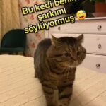 Aydilge Instagram – Bu dertli kedi #aşkpaylaşılmaz ‘ı söylüyor 😅 (Miko kıskanmaz inşallah) #aydilge