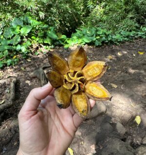 Ayelet Zurer Instagram - “Nature is the source of all true knowledge.” There is fundamental truth in Leonardo de Vincci’s wisdom. 🦋🐬🦑🦚🌴🍁🌺

הטבע טומן בחובו את אמת הבריאה וכל הידע מקודד בו. ( לאונרדו דה וינצ’י) …כל כך הרבה ללמוד ולחוות.
#nature #kauiahawaii #leonardodavinci #truth