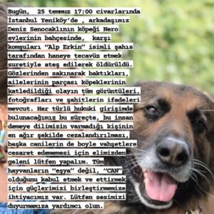 Aylin Aslım Instagram - Bu böyle devam edemez! Arkadaşım @deniz.senocakli nın canlar canı biricik  oğlu Nero’nun canını alan bu kişinin işlediği cinayet ve haneye tecavüz yanı kalmamalı. ARTIK YETER! Lütfen paylaşın.  Çok üzgünüm, çok.