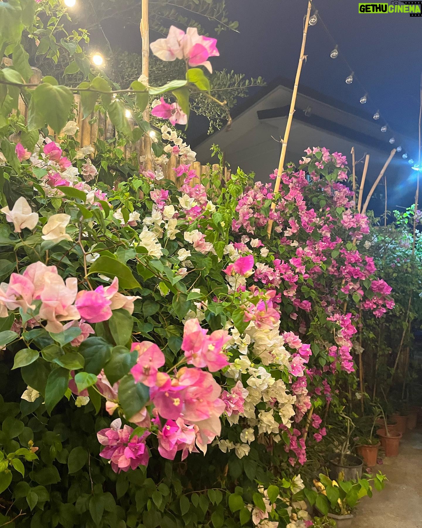 Azi Acosta Instagram - 🌺🌸 @triangleprivateresort