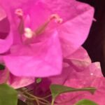 Azi Acosta Instagram – 🌺🌸 @triangleprivateresort