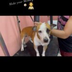 BB. Gandanghari Instagram - #MyMp: grooming… ✔️ . I cannot be more proud💯🐶❣️ . Aha, you can sleep with me na…💞👩🏻‍⚕️🐶 . Bogart’s first grooming experience was traumatizing to the both of us. I was so nervous the whole time, hoping and praying that no incident will occur similar to what happened the last time. Hay salamat‼️ . have a great weekend everyone❣️ #BBGandanghari #BBG #RescueMom #RescueDog #Grooming #Furbaby #Furmama 🙏