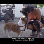 BB. Gandanghari Instagram - #BoardingTime: I can’t be more worried about Bogart…🙏💯 . Bogart is a traumatized puppy, I don’t want him to feel lost or abandoned and freak out…🐶 . But I #trust Bogart‼️🙏 . Thank you Shai and Mark of @pettogotransportation for Bogart’s safe land and sea travel ❣️👌 You can inquire with them thru Email: pettogotransportation@gmail.com Mobile: 0968 856 0329 . #BBGandanghari #BBG #Bogart #Rescue #RescueMom #RescueDog #FurMama #FurBaby #EmotionalSupportAnimal #PetTravel 🐕🚢✈️