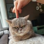 Başak Daşman Instagram - son foto olayların gerçek yüzü 😑🤦🏼‍♀️ #dump #britishshorthair #kaset