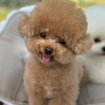 Bae Yoon-jung Instagram - 개모임🐶🐕 어머 나 뱃살ㅋㅋㅋㅋ🫣 . . #몽글브라운