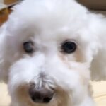 Baek A-yeon Instagram - 아니 이 언니가 오랜만에 와서 왜이래,,;; - 베리🫨 #뽀삐뽀삐뽀뽀삐뽀🎵