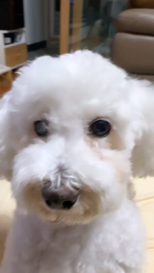 Baek A-yeon Instagram - 아니 이 언니가 오랜만에 와서 왜이래,,;; - 베리🫨
#뽀삐뽀삐뽀뽀삐뽀🎵
