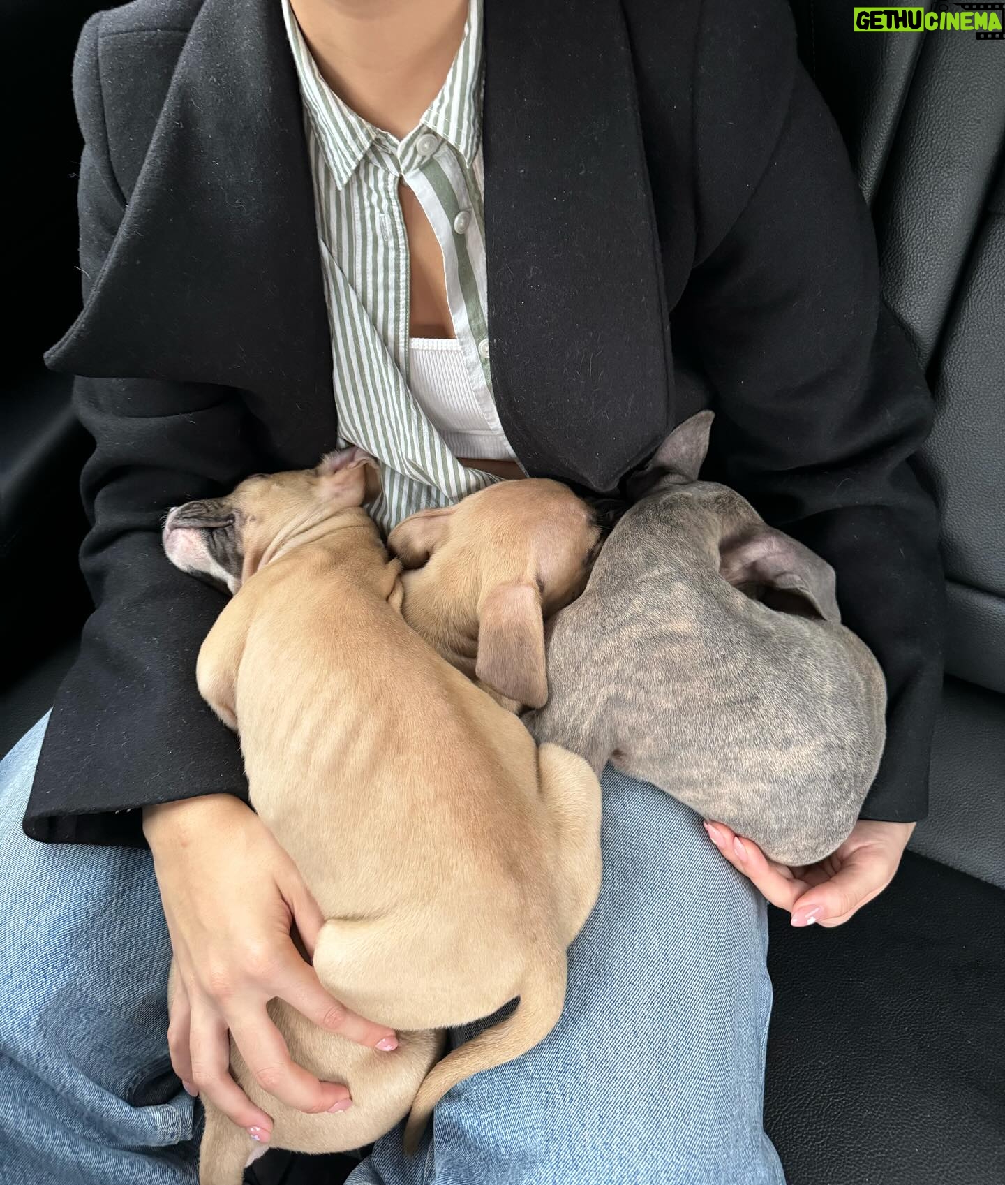 Bailey Bass Instagram - 🌸all pups are adopted🌸 Fun news!!💫🫧🤍☁️ I’m fostering again. If you’ve been following me since I’ve filmed @avatar in 2016, you know I loved fostering dogs. It’s such a beautiful process between these pups and their forever home. I’m just happy me and my family get to take care of them in the interim. Contact @waldosrescue if interested in these adorable 8 week old pit mix pups🤍🤍🤍 Thanks to @desetsx and @jchambers623 for the connect!! #fosteringfamily #adopt