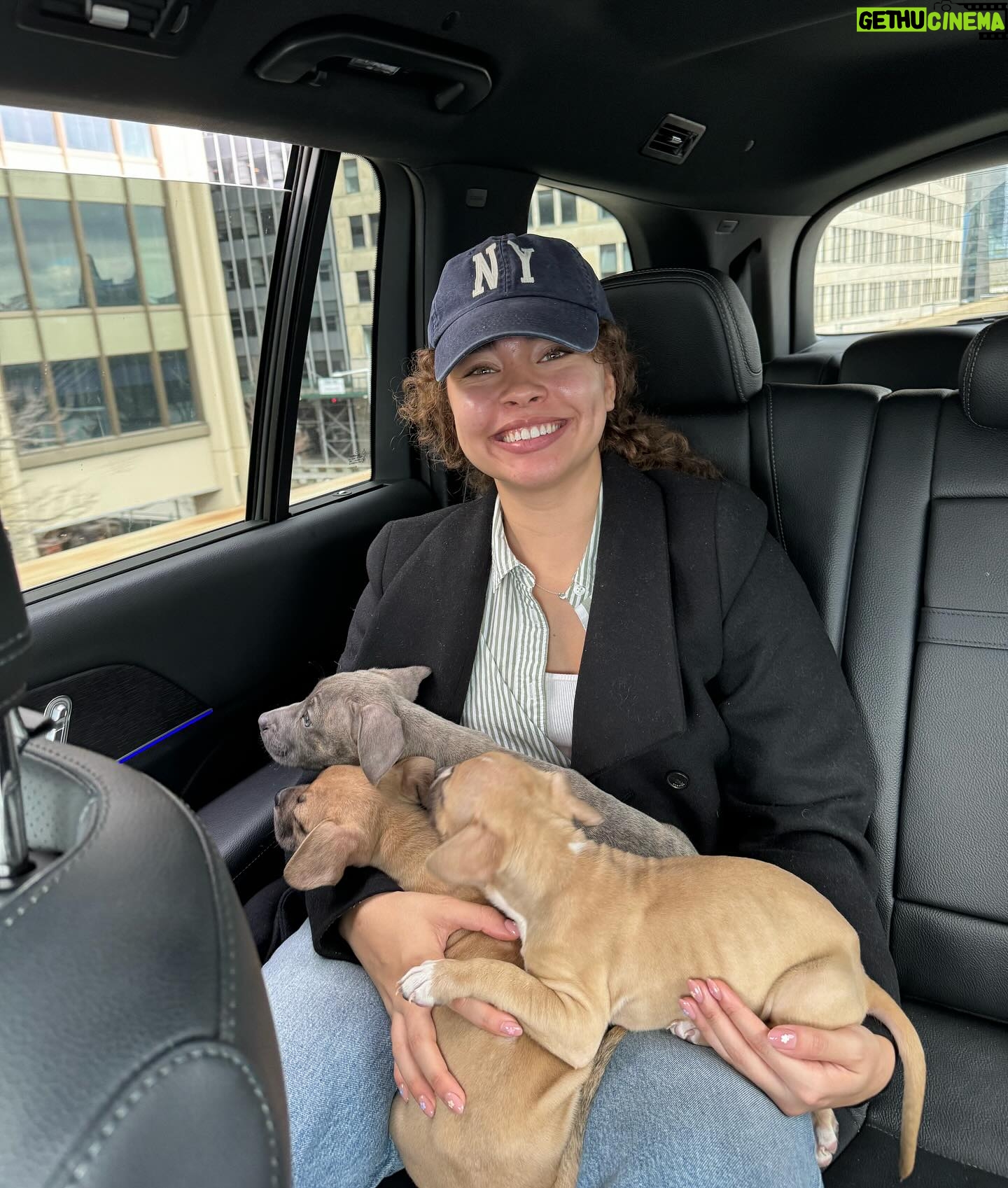 Bailey Bass Instagram - 🌸all pups are adopted🌸 Fun news!!💫🫧🤍☁️ I’m fostering again. If you’ve been following me since I’ve filmed @avatar in 2016, you know I loved fostering dogs. It’s such a beautiful process between these pups and their forever home. I’m just happy me and my family get to take care of them in the interim. Contact @waldosrescue if interested in these adorable 8 week old pit mix pups🤍🤍🤍 Thanks to @desetsx and @jchambers623 for the connect!! #fosteringfamily #adopt