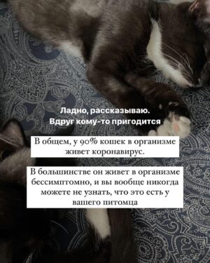 Baina Basanova Instagram - Про наших «блох», их болезнь и про классы от нас с @baturo_ 

Друзья, мы в конце января с Андреем взяли 3х котят из приюта.
Прелестные, ласковые создания. 

К сожалению, двое из них заболели FIP (об этом рассказывала неделю назад, можно прочесть в карусели или в актуальном)

Мы с Андреем уже очень сильно их любим, сдаваться не намерены. Четко и уверенно настроены на лучшее.

Поэтому мы организовываем классы в Санкт-Петербурге 22 апреля‼️, все средства от которых пойдут на лечение наших блох, Нео и Абу.

⚫️22 апреля 
15.00-17.00- Андрей Батуро (изоляция, виды)
17.00-19.00- Баина (партерная техника, основы безопасности в партере, грамотное распределение веса)

⚫️Стоимость:
1 класс-1500 руб
2 класса-2500 руб

Место проведения: Jonathan, измайловский проспект, 2, зал 14 (вход со стороны измайловского проспекта)
Код от домофона Внизу #1962
Наверху 2703#

Проведите время с пользой для себя и помогите поправить здоровье двум маленьким котятам)
Для записи пишите в директ)

Мы очень будем рады видеть всех, а также просим максимально помочь с распространением этого поста, чтобы больше человек могли увидеть его))

P.S пользуясь случаем, хочу поблагодарить всех неравнодушных, кто просто захотел помочь монеткой🙏🏻🙏🏻
Это до слез ценно!