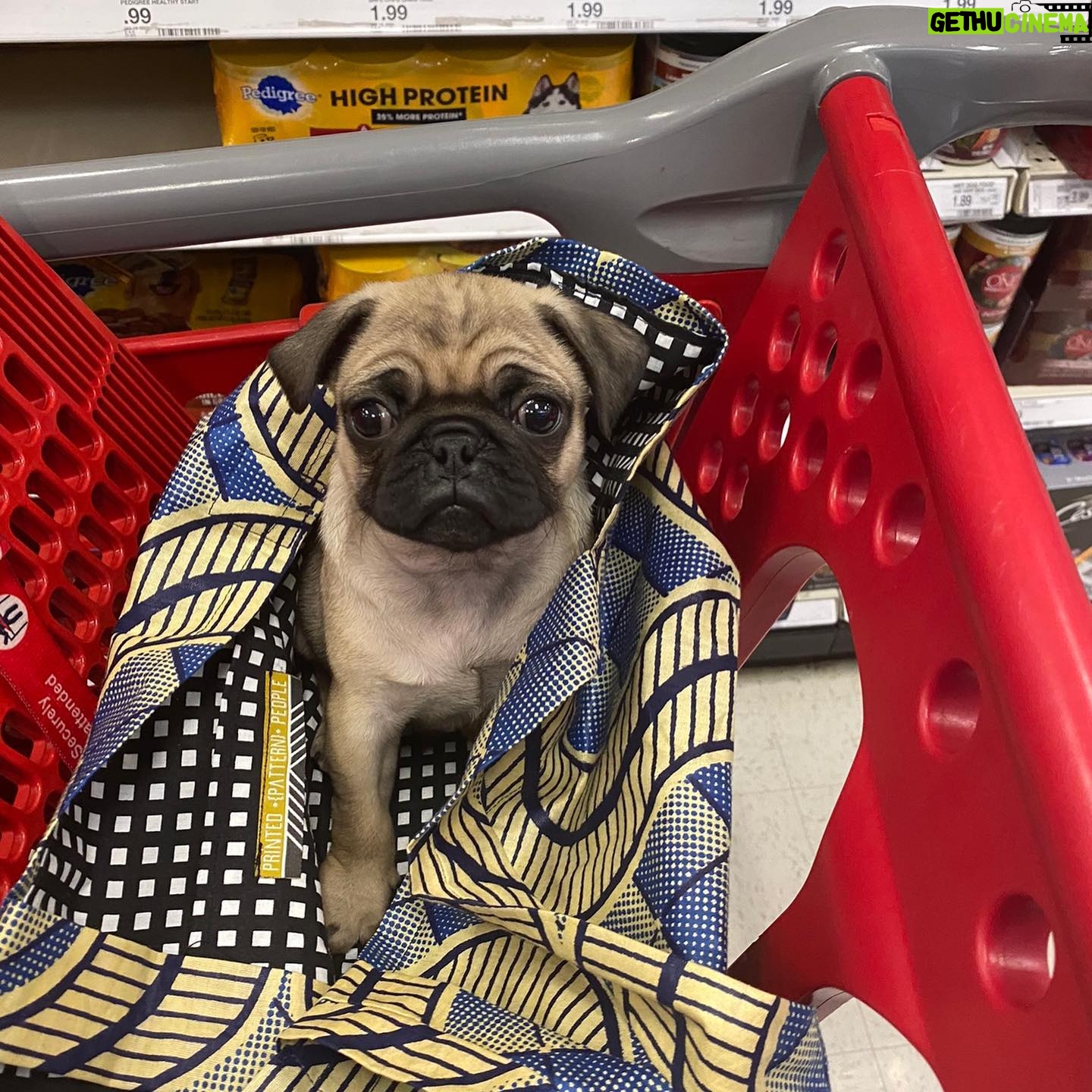 Bárbara Muschietti - 6.6K Likes - Happy #nationaldogday to all dog lovers. Thank you baby Chancho for every day and night spent with you. Thank you #arthurphillips for putting Chanch in my hands and heart.